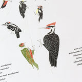 Green Bird Press - A Few Woodpeckers Letterpress Print - 12" x 18"