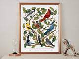 Fox & Fables - Art Print - Backyard Birds: 8x10