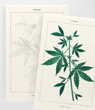 Coloready - Cannabis Botanical | Modern Paint By Numbers  Kit