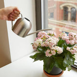 Kikkerland Design Inc - Stainless Steel Watering Can