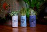 Mud & Maker - Tiny Tumblers - Bee: Mix Pack of Glazes