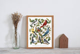 Fox & Fables - Art Print - Backyard Birds: 8x10