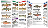 Simon & Schuster - Trout & Salmon of North America, 2nd Ed by Waterford Press: Pamphlets; 12 pages / English