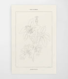Coloready - Blue Columbine Botanical | Modern Paint By Numbers Kit