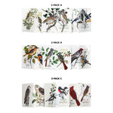 Field Notes - Birds and Trees of North America: Pack A: Screech Owl - Blue Jay - Brewer Sparrow - Cabin Fever Outfitters