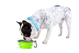 DM Merchandising - Pupware Collapsible Doggie Dish