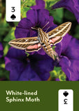 Mountaineers Books - Pollinators of North America Deck: 52 Playing Cards