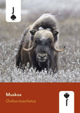 Mountaineers Books - Mammals of North America  Card Deck