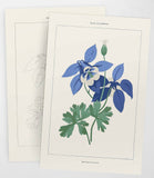 Coloready - Blue Columbine Botanical | Modern Paint By Numbers Kit