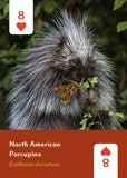 Mountaineers Books - Mammals of North America  Card Deck