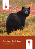 Mountaineers Books - Mammals of North America  Card Deck