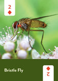 Mountaineers Books - Pollinators of North America Deck: 52 Playing Cards