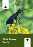 Mountaineers Books - Pollinators of North America Deck: 52 Playing Cards