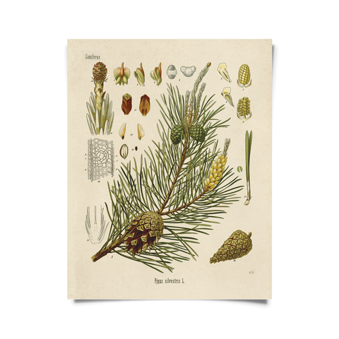 Curious Prints - Vintage Botanical Scots Pine Print w/ optional frame
